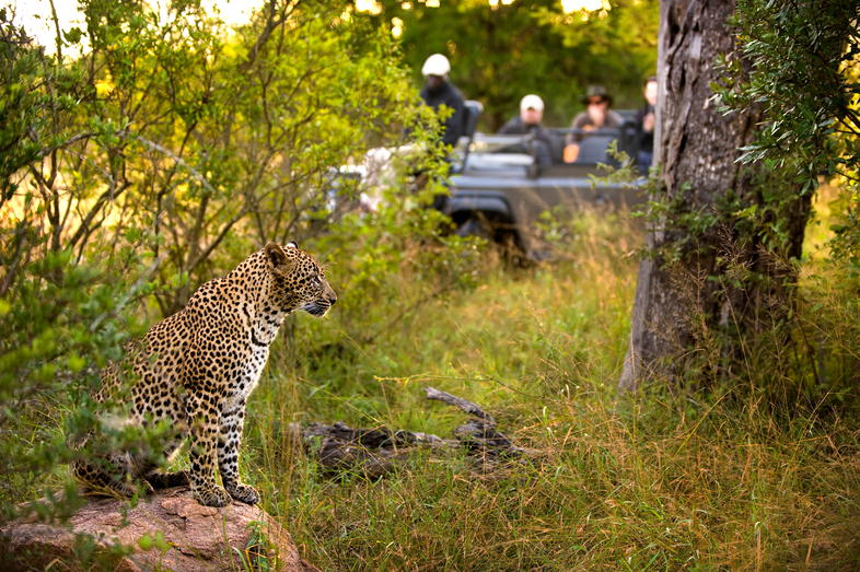 Best Place to see Lions - Kruger National Park - Activities