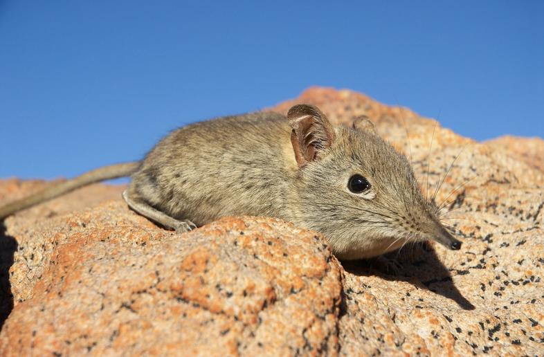 Eastern Rock Elephant Shrew - Mammals - South Africa