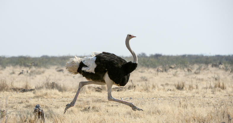 Ostrich Birds South Africa