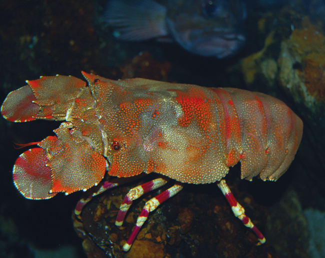slipper lobster lobsters