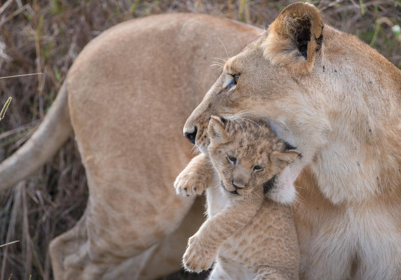 Lion Reproduction