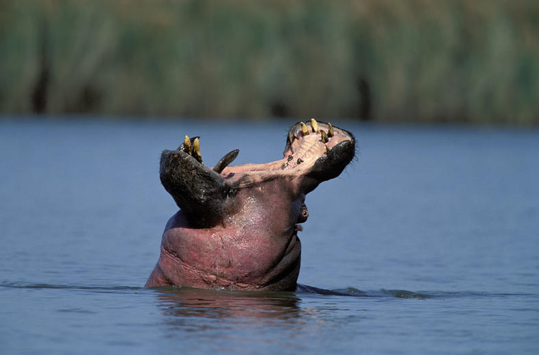 What Type of Digestion do Hippos Have?