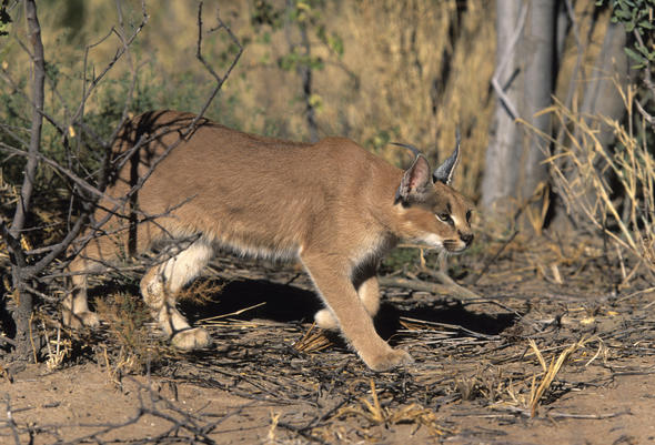 What Do Caracals Eat?