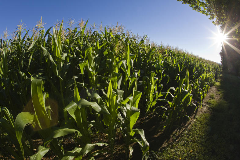 maize-field-crops-in-south-africa