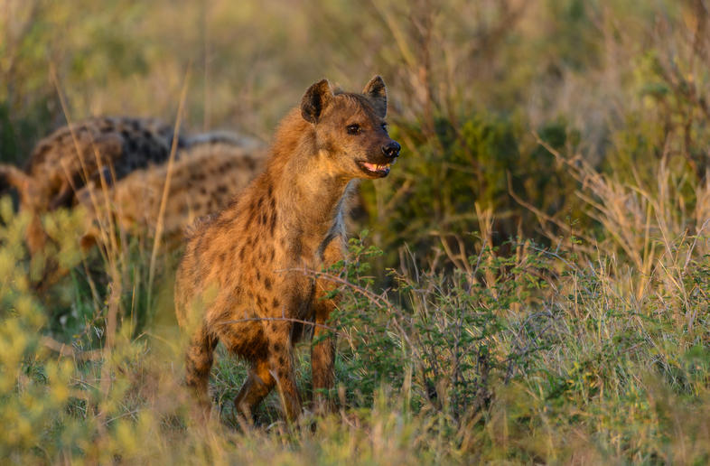 Spotted Hyena - Mammals - South Africa