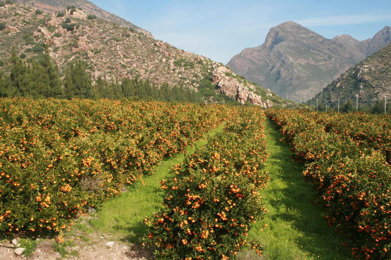 soft-citrus-varieties-in-south-africa