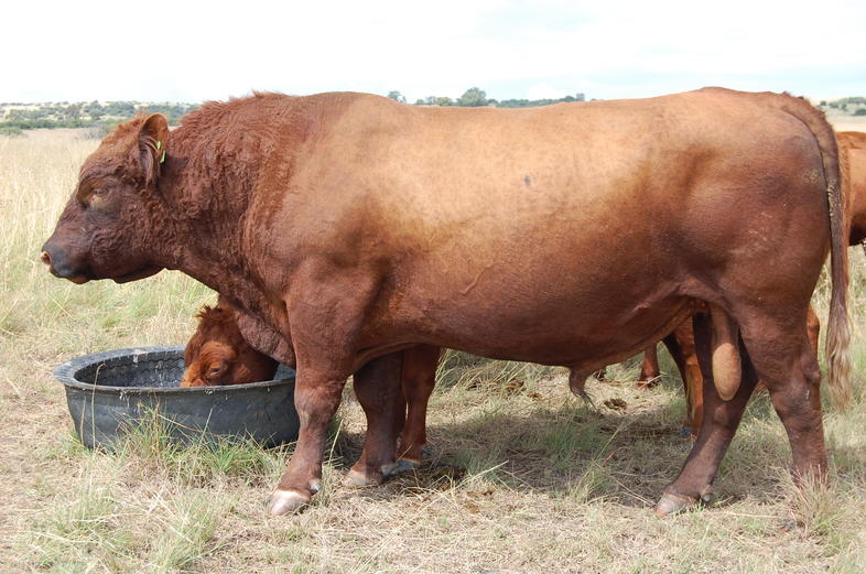 feed conversion ratio for cattle in south africa