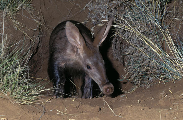 What Do Aardvarks Eat?