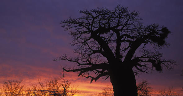 Top 10 Indigenous Trees In South Africa