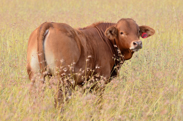 beefmaster-cattle-south-africa