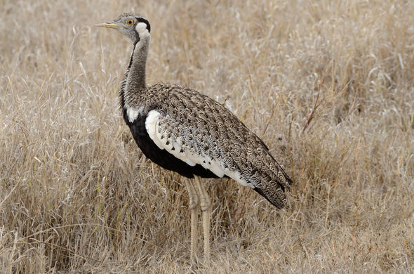 bird-monogamy-south-africa