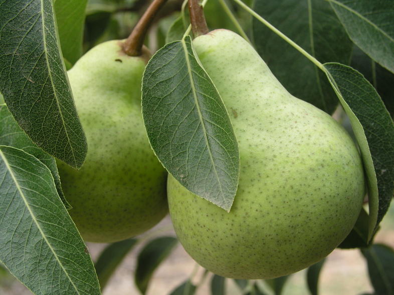 Pears Fruit Farming In South Africa 