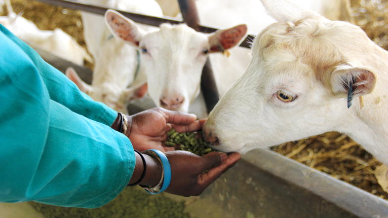 Feeding Of Goats - Goat Farming In South Africa