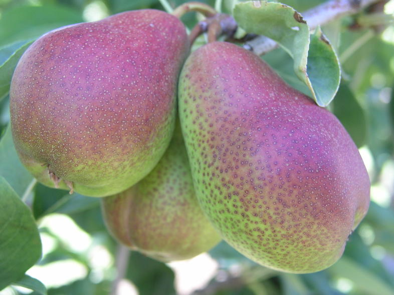 Pears In South Africa