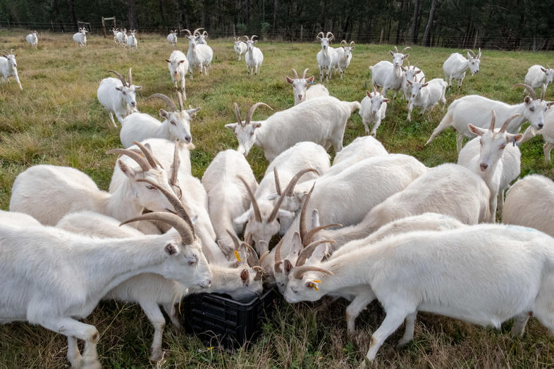 Feeding Goats on Pasture Goat Farming in South Africa