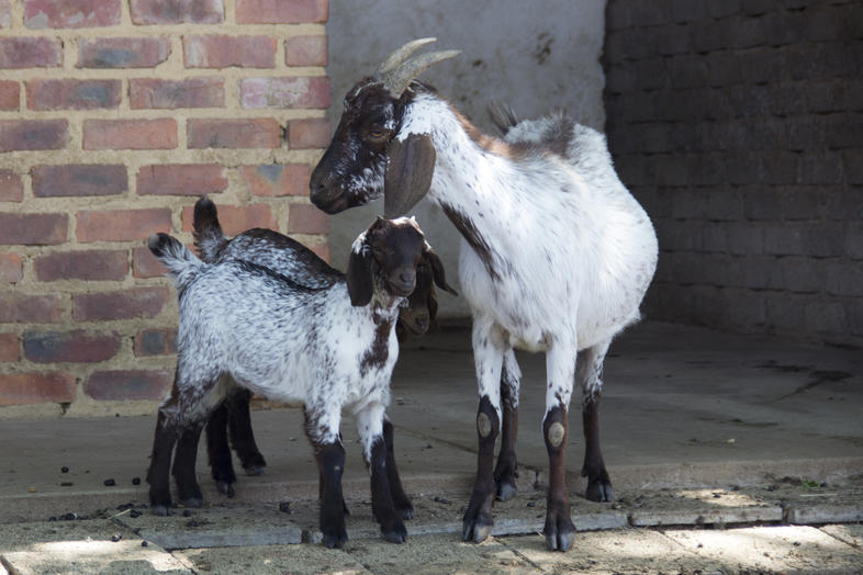 Indigenous Goat Farming In South Africa