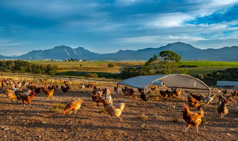 identifying-poultry-problems-look-poultry-farming-south-africa