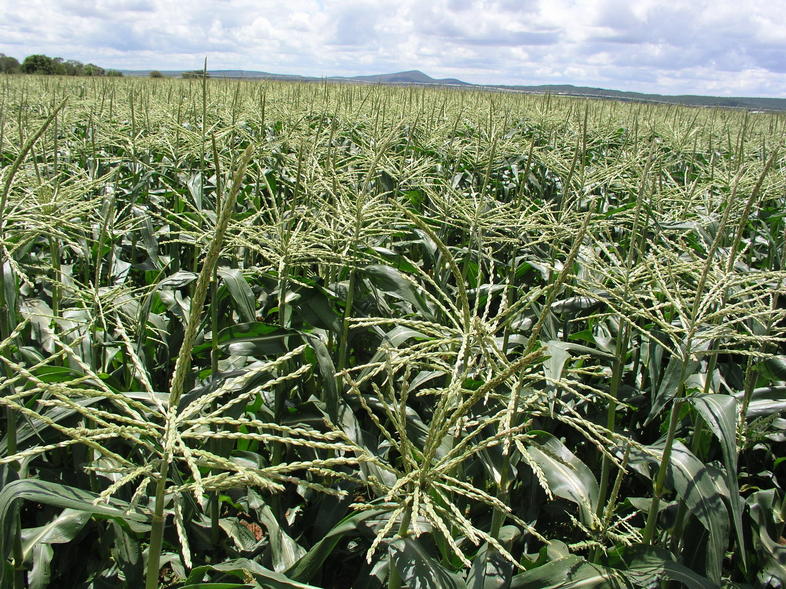 What Crops Grow In South Africa