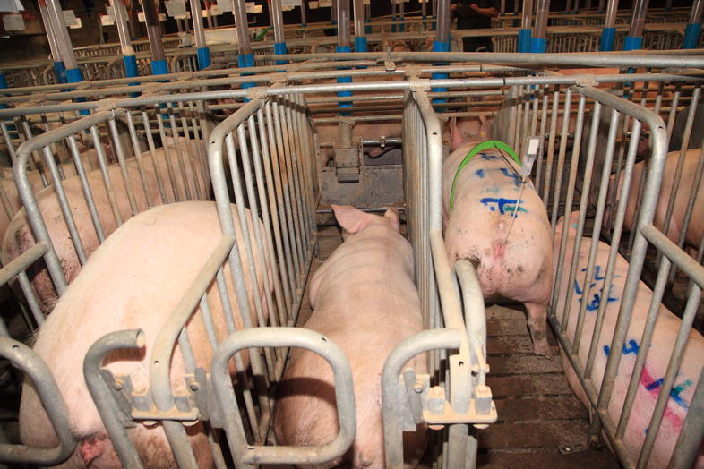 artificial-insemination-with-pigs-south-africa