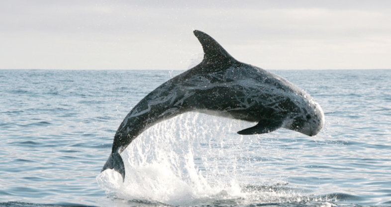 South Africa Marine Mammals - Rissos Dolphin