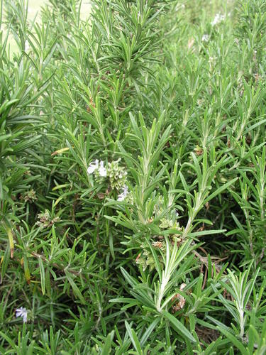 Rosemary Crop Management Herb Growing In South Africa