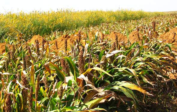 summer-crops-in-south-africa