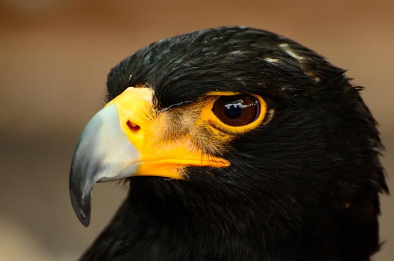 Birds of Prey of South Africa