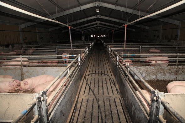 Waste Management In Pig Production