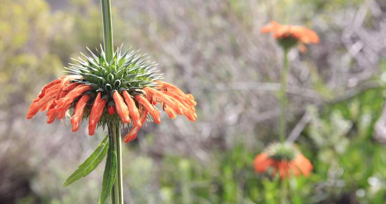 South African Medicinal Plants