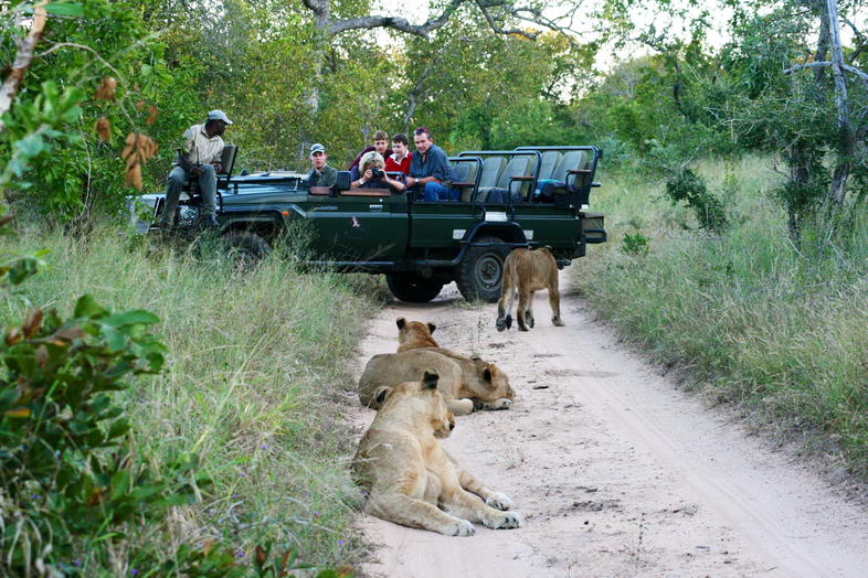 Authentic Safari Experience - Thornybush - Activities