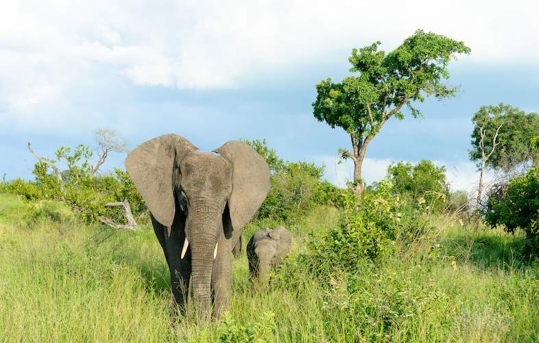 Sabi Sands Game Reserve, South Africa