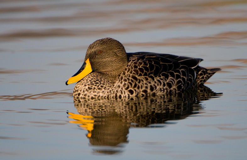 Yellowbilled duck Birds South Africa