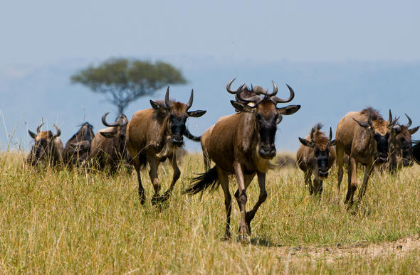 Kgokong - Dinyantshi - Afrika Borwa