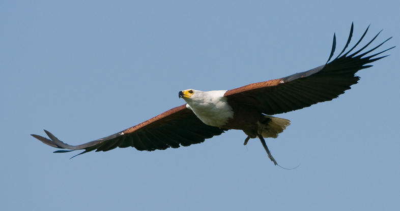 south african fish eagle sound