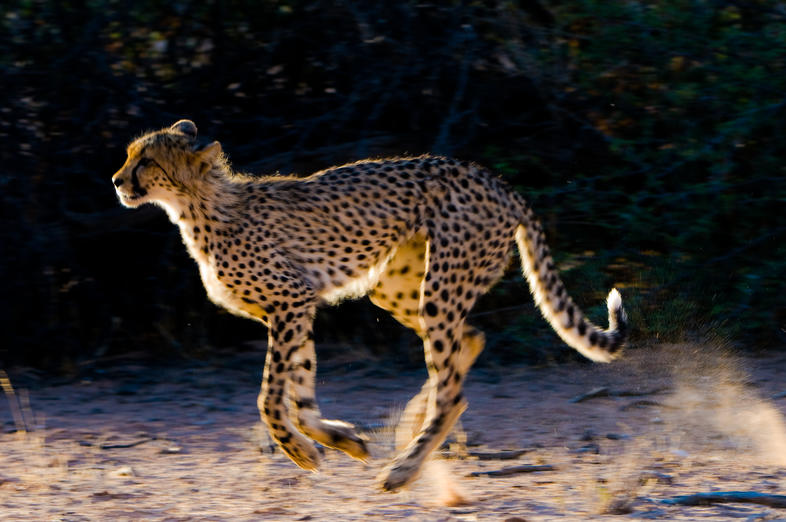 Identification of Cheetah