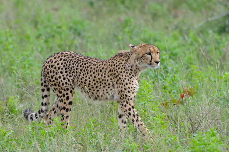 How to Spot a Cheetah