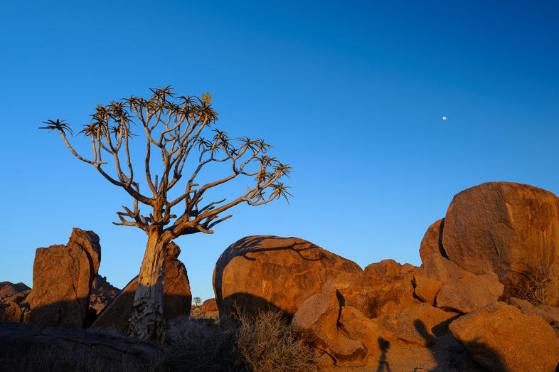 aalwyn-en-kokerbome-in-die-richtersveld