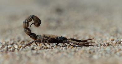 Izinambuzane ze-Richtersveld