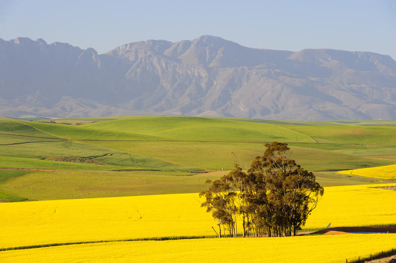 Canola - Field Crops in South Africa