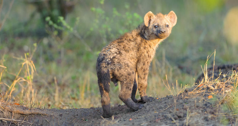 Fast Facts About Spotted Hyena