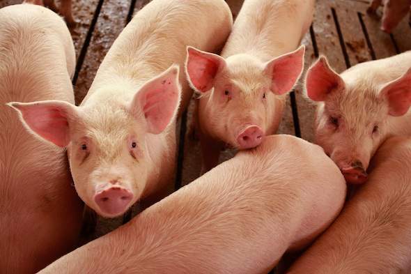 south-african-pork-producers-organisation-sappo