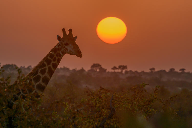 limpopo-shashe-transfrontier-conservation-area