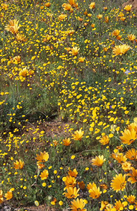 Little Namaqualand Oasis in Kamieskroon, Northern Cape, South Africa