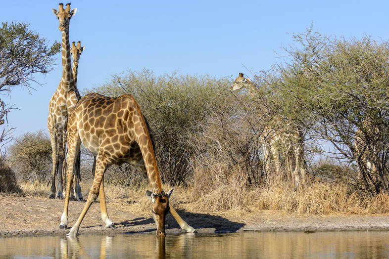 What Feeding Adaptations Do Giraffe Have?