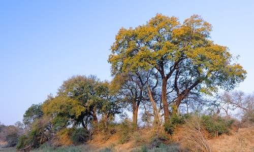 trees-of-south-africa-south-african-indigenous-trees-list