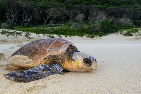 Sea Turtles of KZN - Loggerhead and Leatherback Turtles