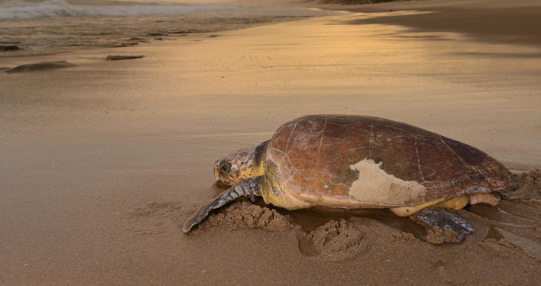 Hi iSimangaliso kuva World Heritage Site