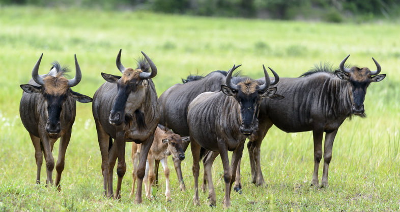 Blue Wildebeest - Mammals - South Africa