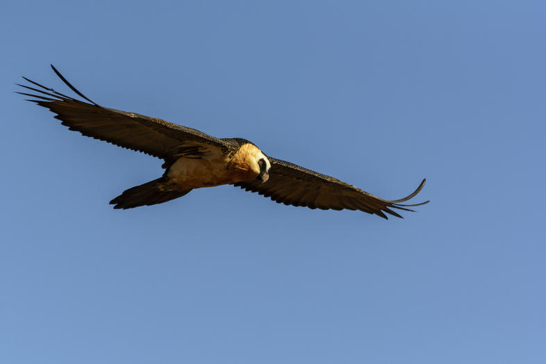 Why Do Vultures Use Thermals?