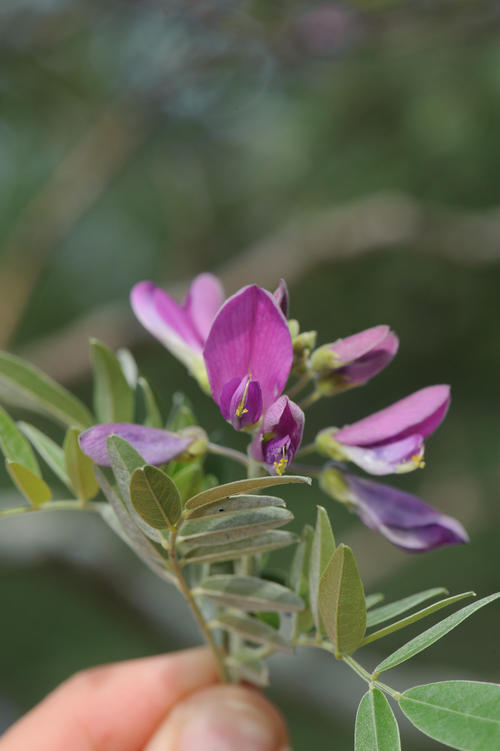 Corkbush - Trees - South Africa